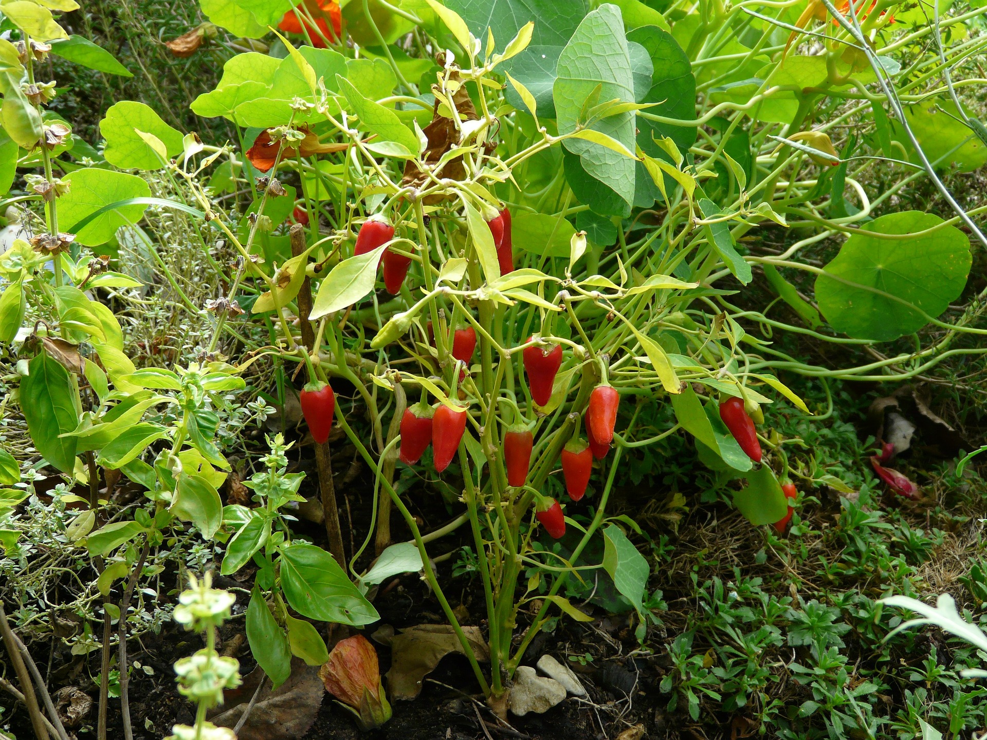 Paprika